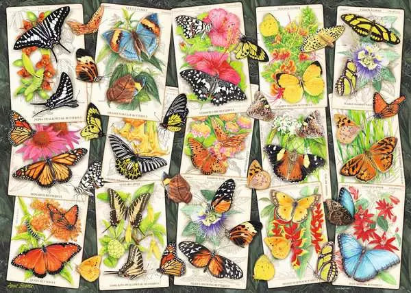 Tropical Butterflies