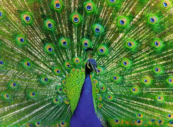 Peacock
