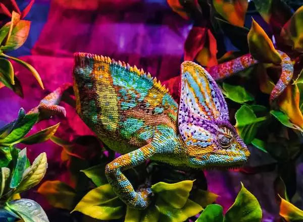 Colourful Animals - Chameleon