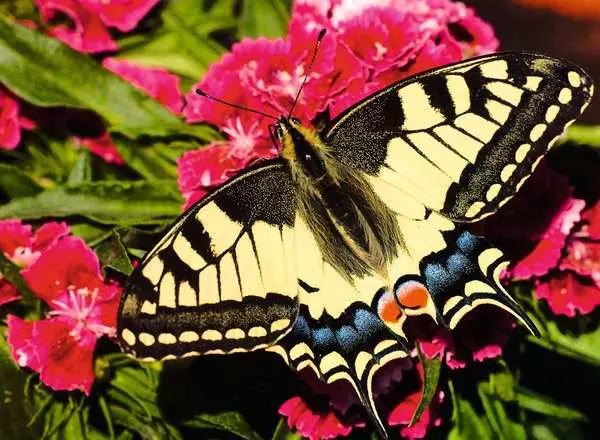 Colorful Animals - Butterfly