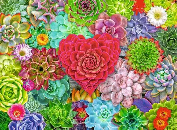 Succulent Love