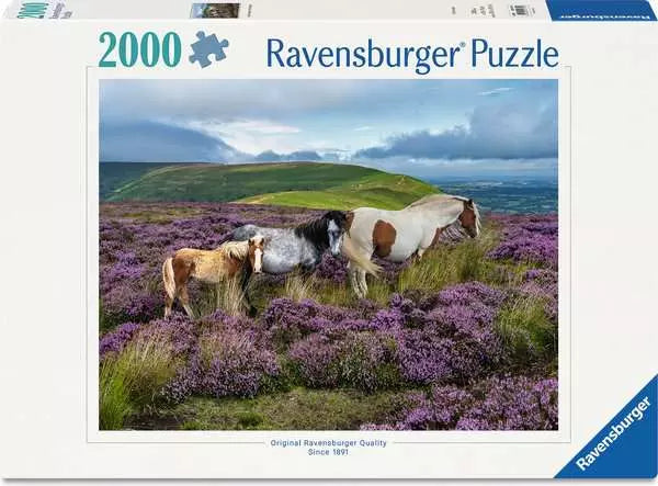 Wild Horses in the Heather