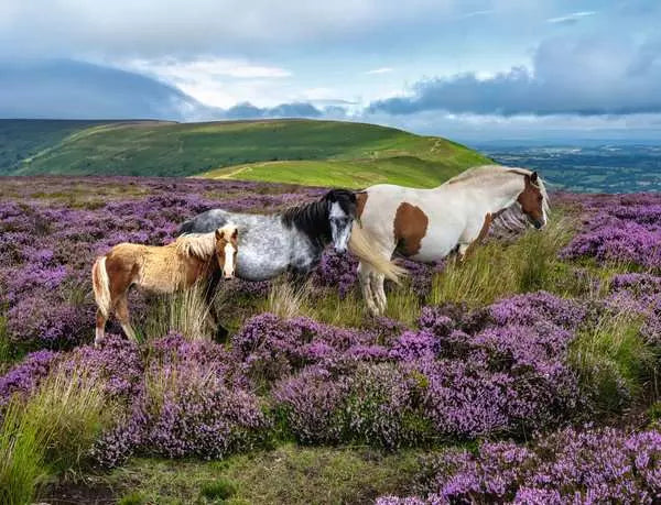 Wild Horses in the Heather