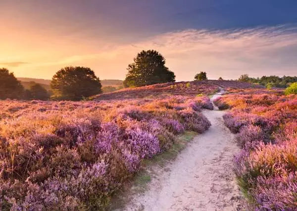 Beautiful Walkways: Pink Pathway