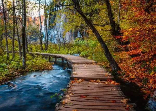 Beautiful Walkways: Autumnal Forest Path