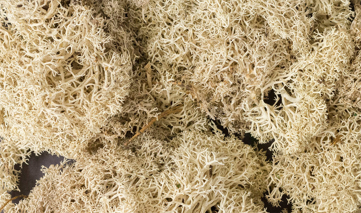 Lichen Bag, Natural/82 cu. in.