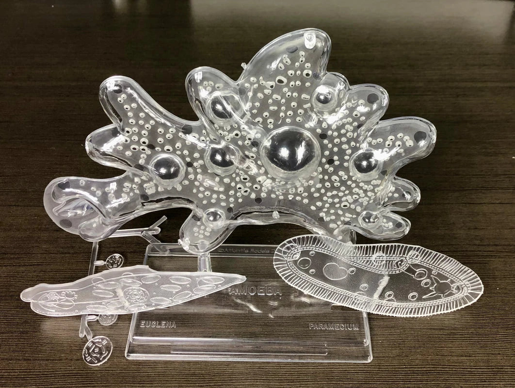 The Amazing Amoeba Educational Kit (14 Inches Wide)